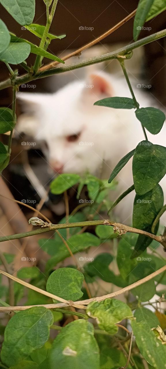 The preshan cat is behind the aprajita plant finding something to eat