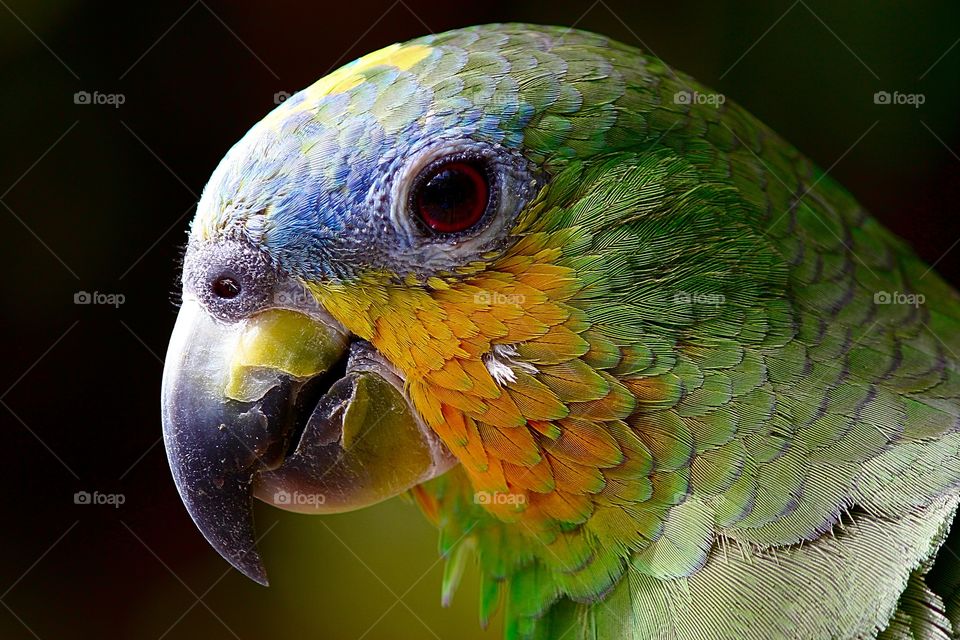 a colourful parrot