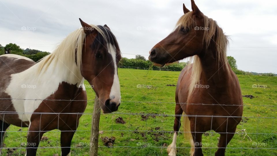 Horses in a field