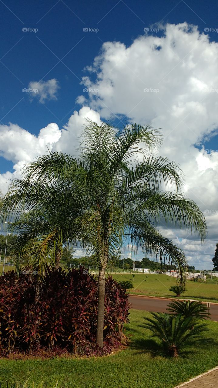 No Person, Tropical, Tree, Palm, Summer