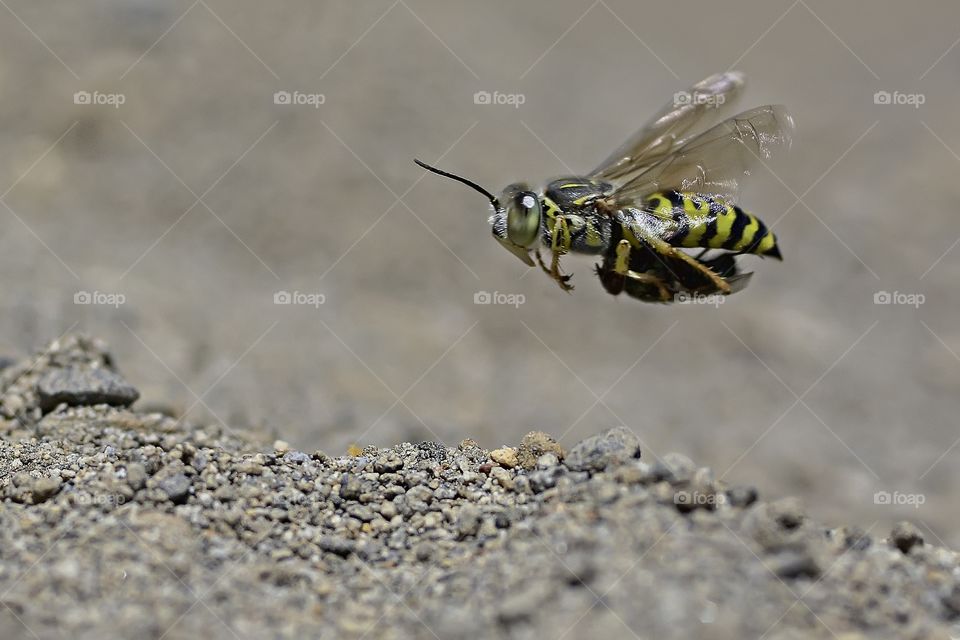 Sand Wasp.