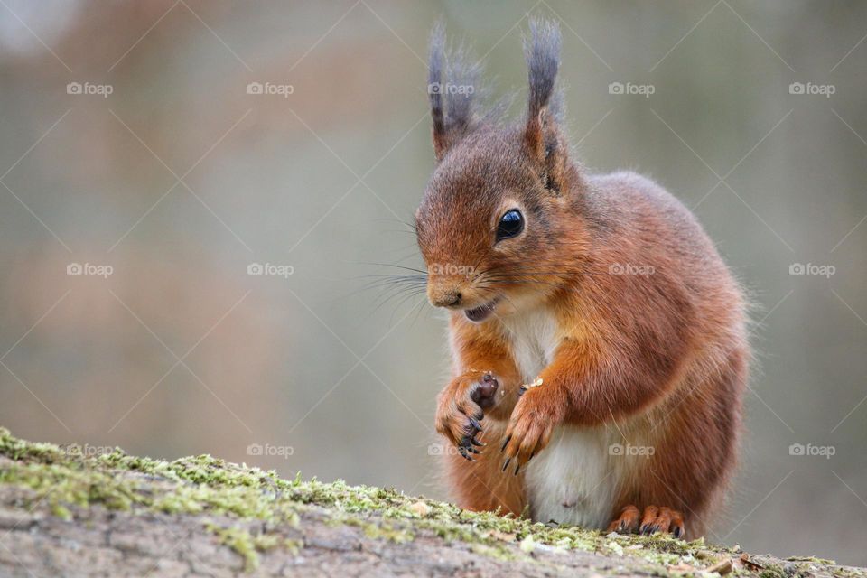 Close-up of a red squirrel in the forest