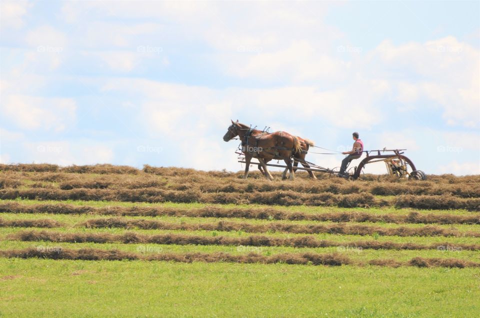 Ohio’s Amish Country, draft horse plowing a field