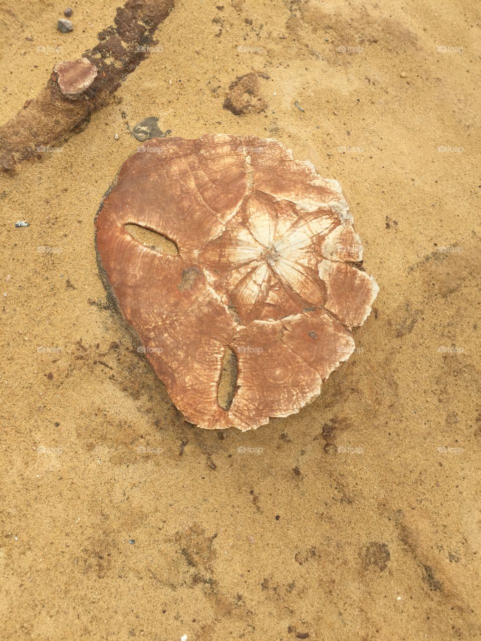 Fossil 