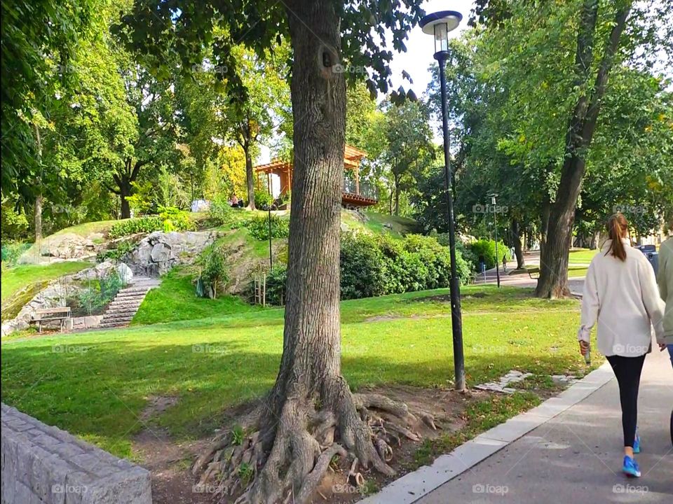 A Greenery of A Park || Scenery