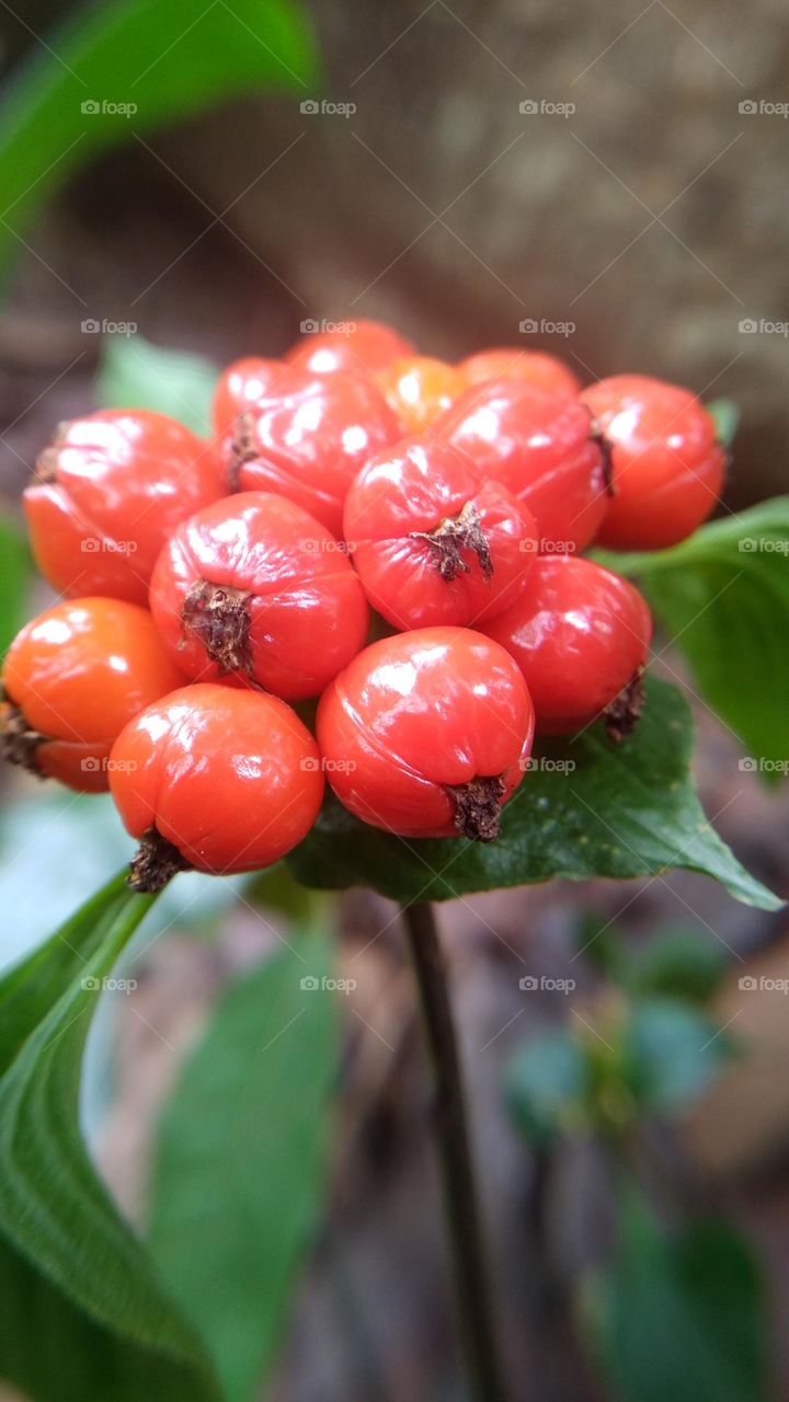 This plant bears fruit and is red but should not be eaten just for decoration