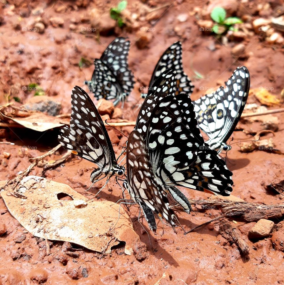 Happiness is like the Butterflies. When you pursued, it is always beyond your capture, but which, if you will sit down quietly, and inspire it, may alight upon you 🦋
