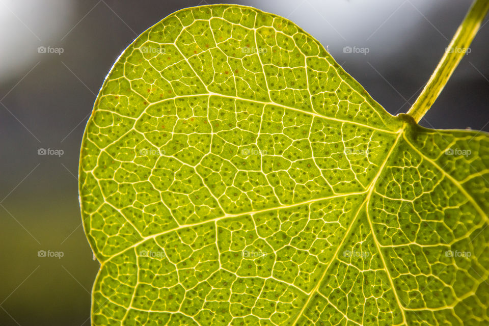 leaf showing veins