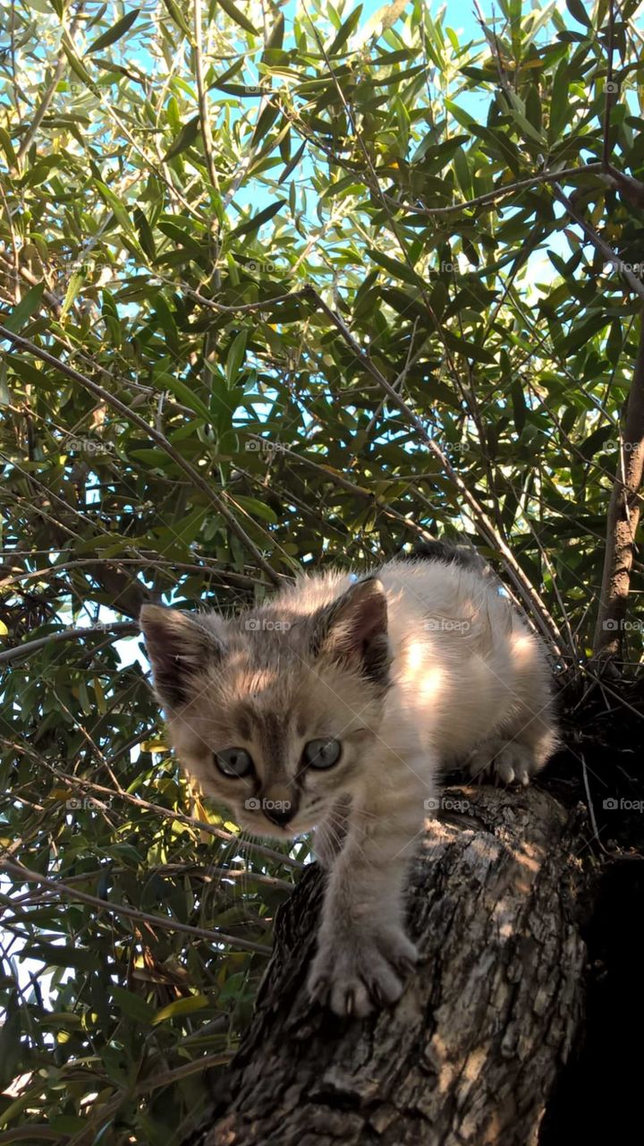 My beloved cat Viola coming down from the olive tree.
