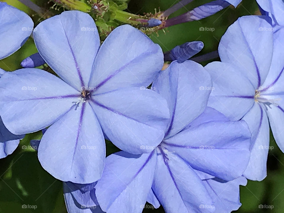 Plumbago