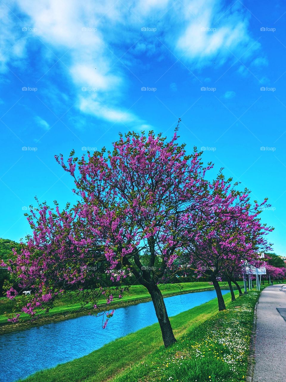 Pink blooming fruit trees in the urban city in spring season against blue sky