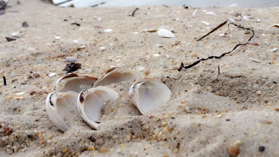 Seashells