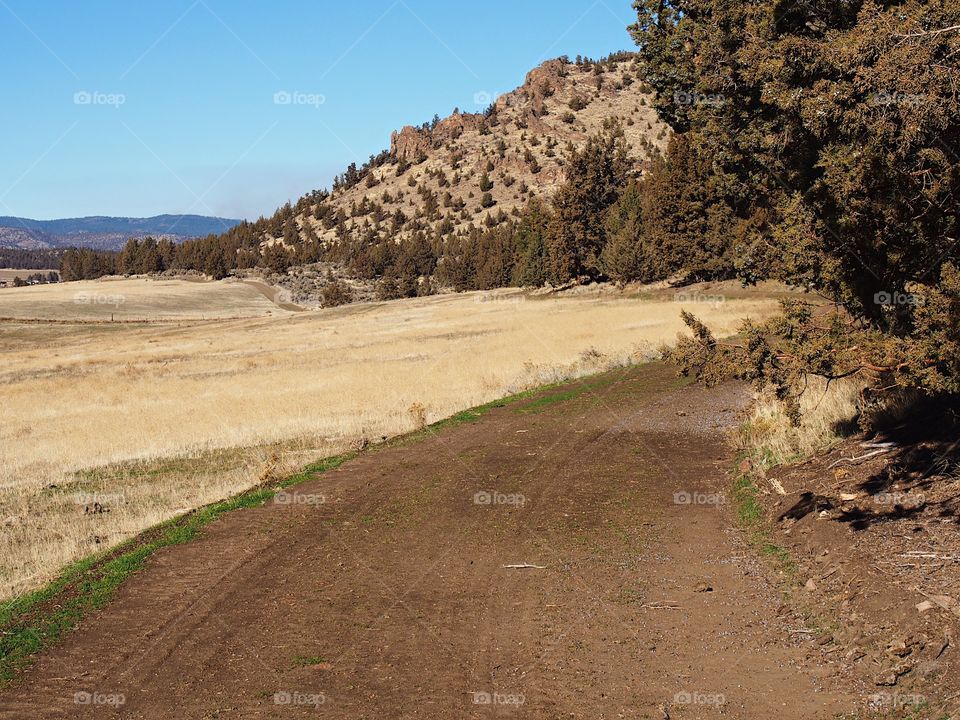 A dirt road running through the Central Oregon countryside around a large juniper tree and in front of a butte. 