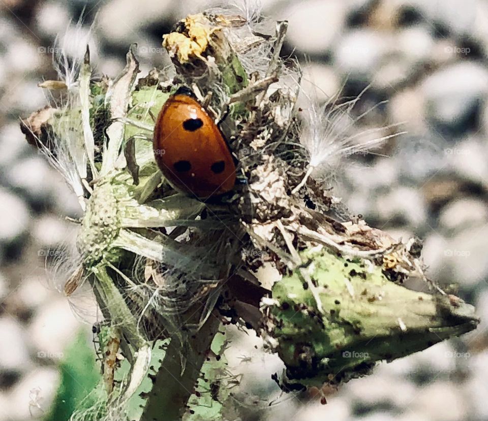 Ladybug feasting on some dead tiny flowers by the Navidad River. 