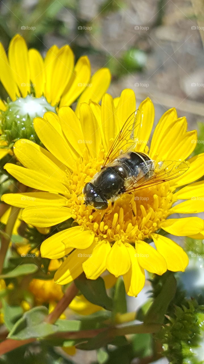 Bee on Grindelia Flower