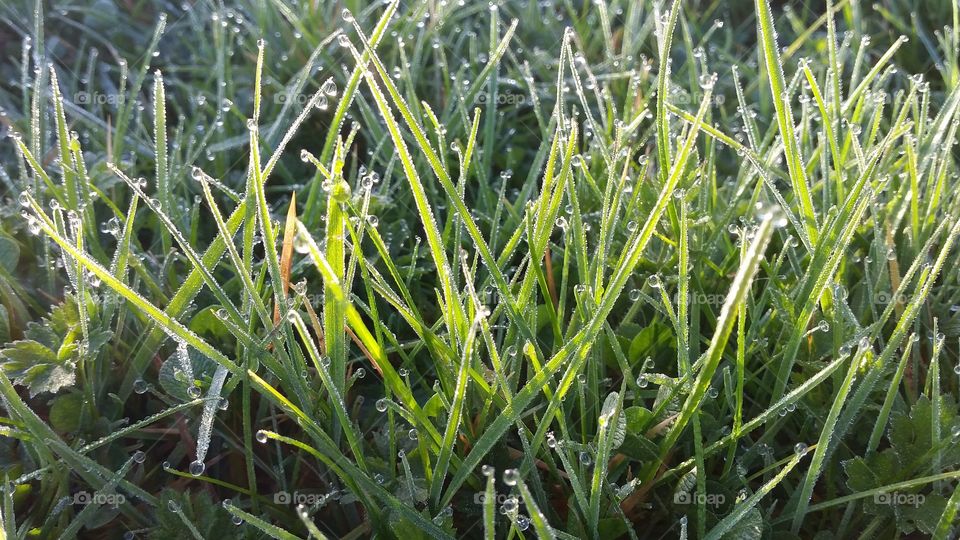 morning grass