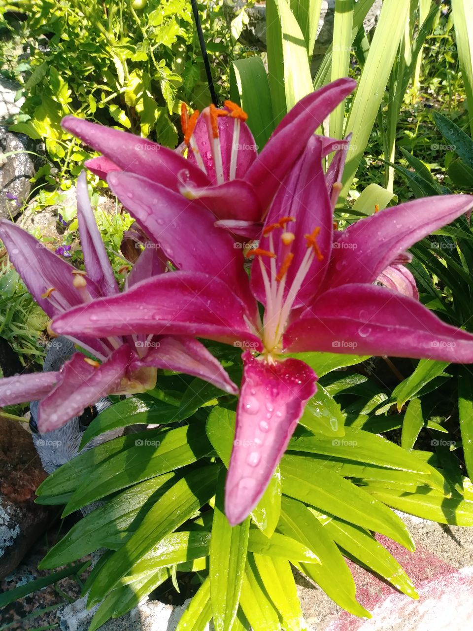 Lilly 2