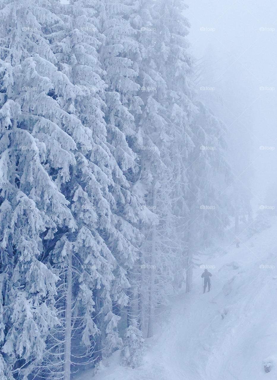 snow covered trees in the mountains