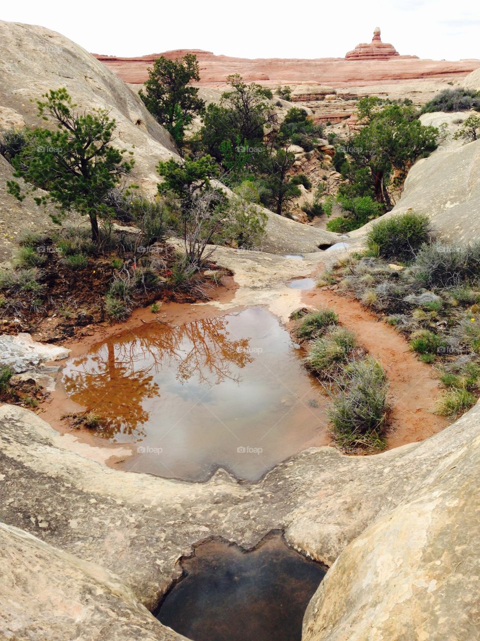 Watering hole after rainstorm in Canyonlands National park, Utah 