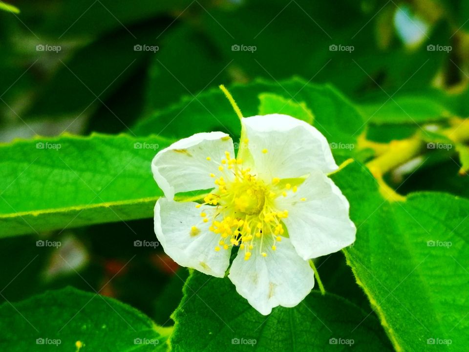 White flower blooming