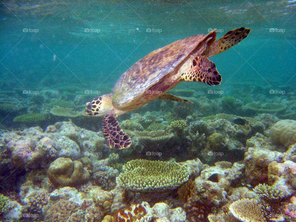 ocean turtle scuba dive by geebee