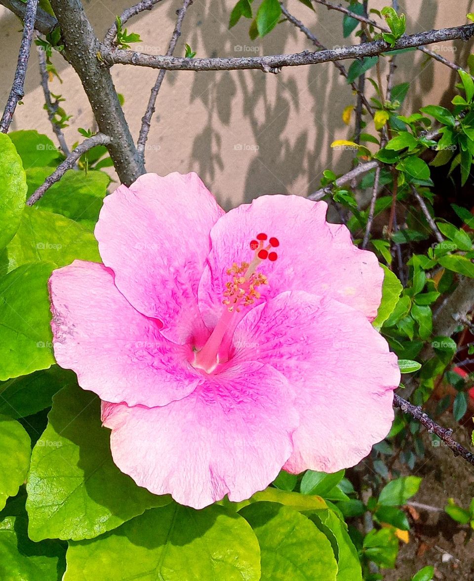 beautiful pink 💕 hibiscus🌺 flower 🌺🌻🌹🌷