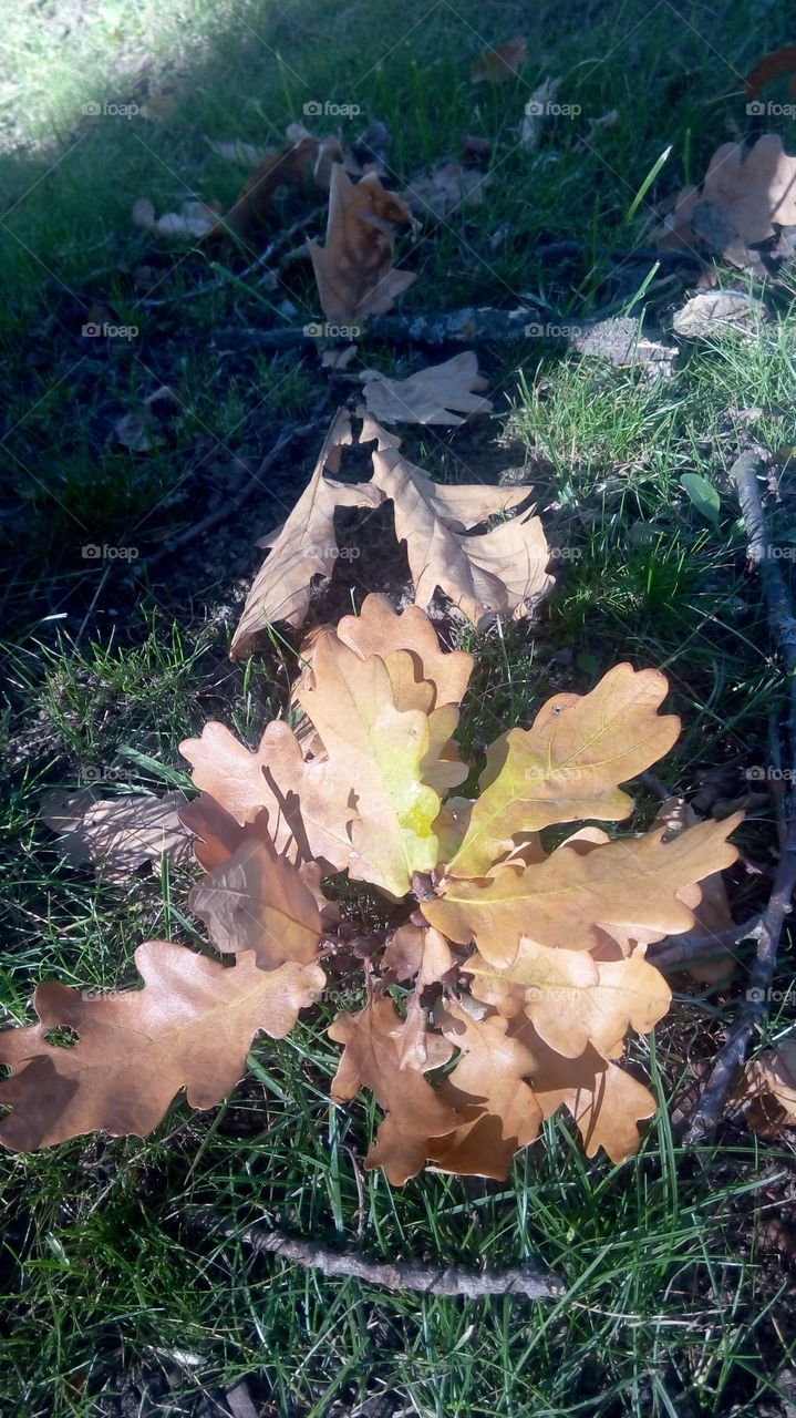oak leaves in autumn