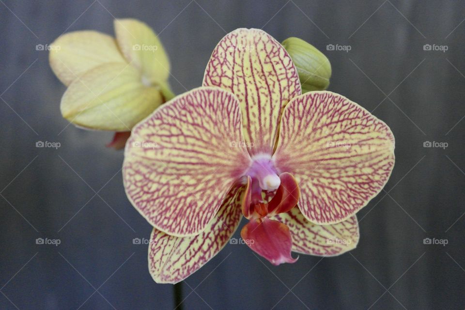 Orchid Phalaenopsis in yellow 
