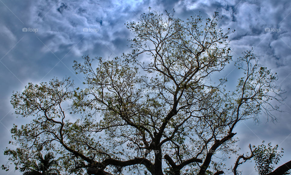 A large tree with clouds as background