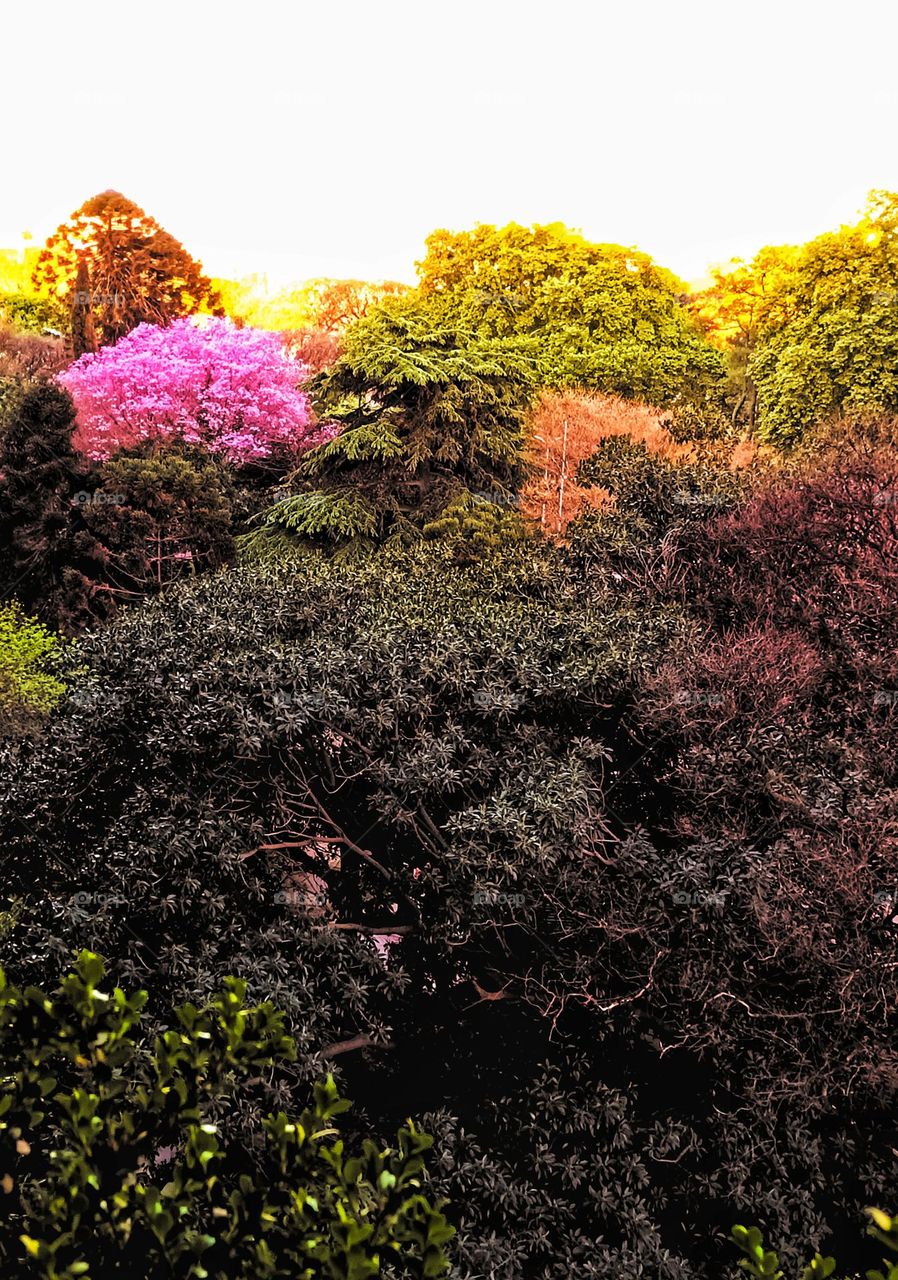 Arboles desde arriba