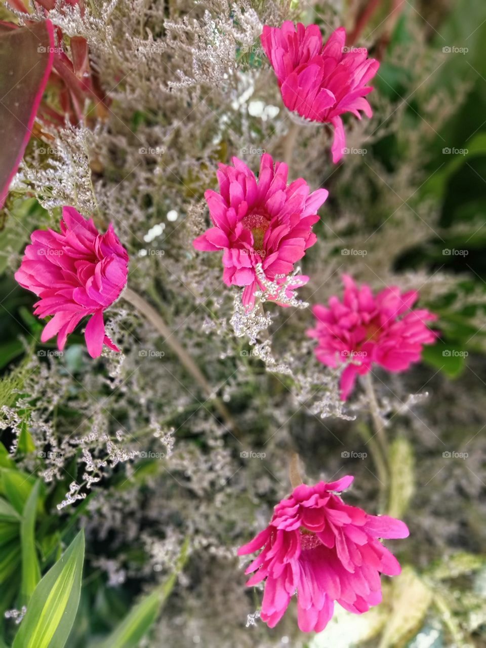 Beautiful flowers