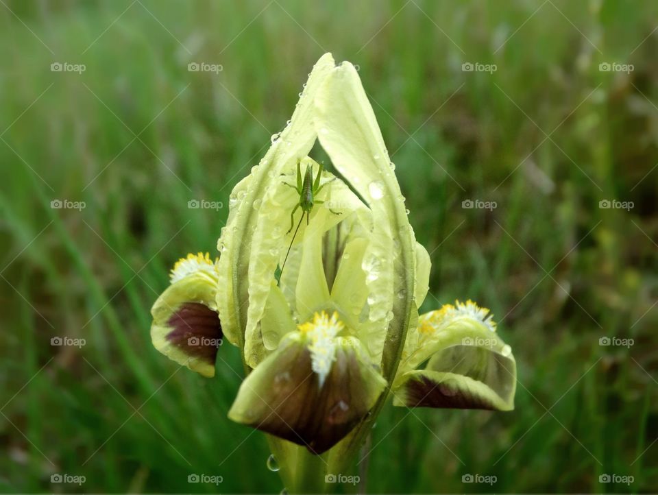 Rain, flower iris and insect