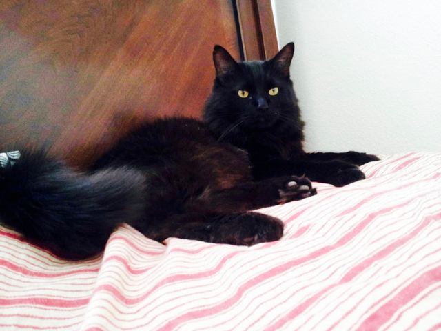 Beautiful cat