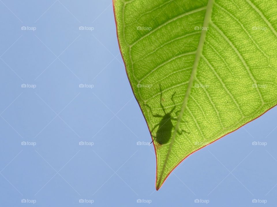 Insect on on green leaf