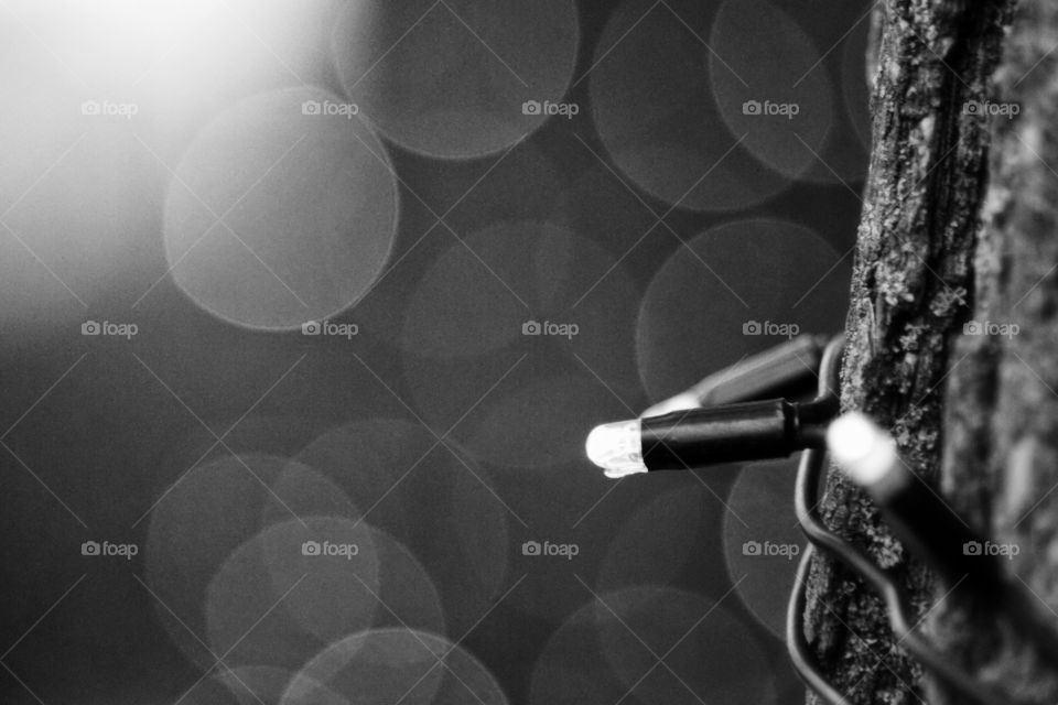 Christmas light on tree