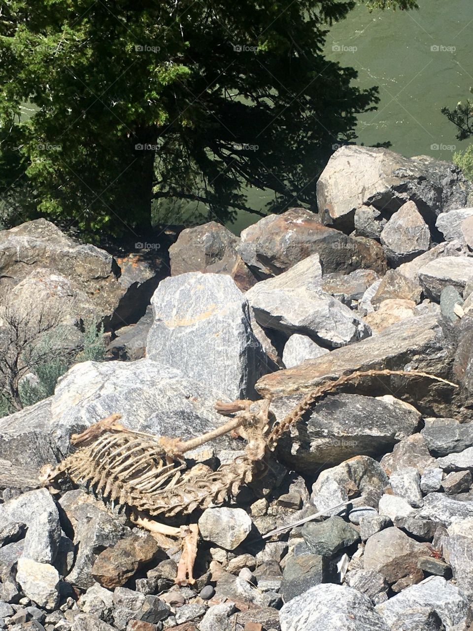 Bobcat bones in the Canyon