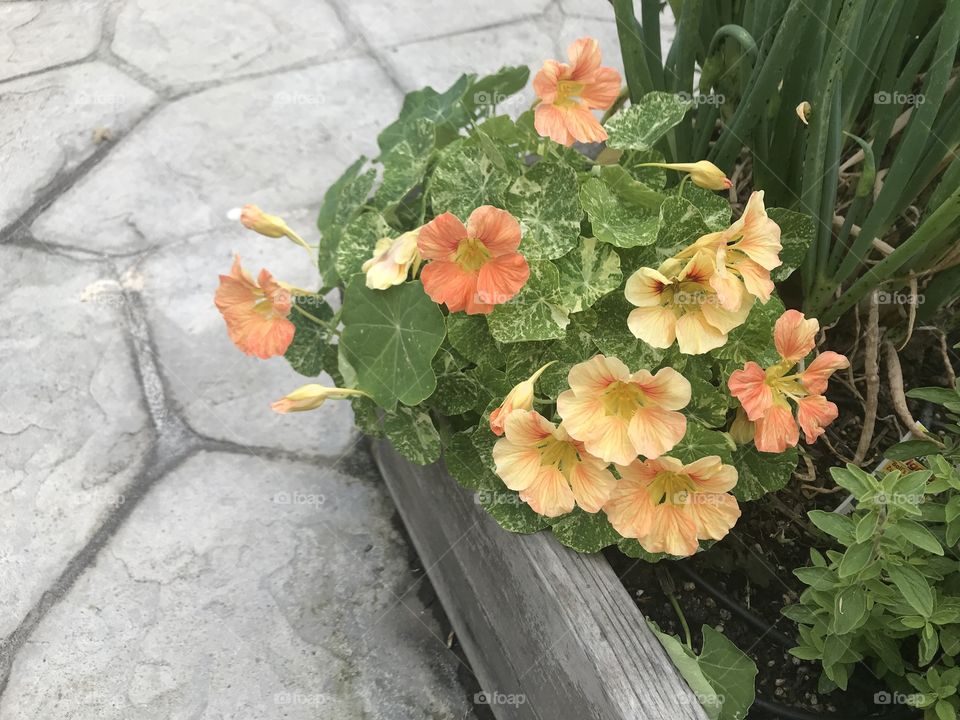 Yellow and orange nasturtiums