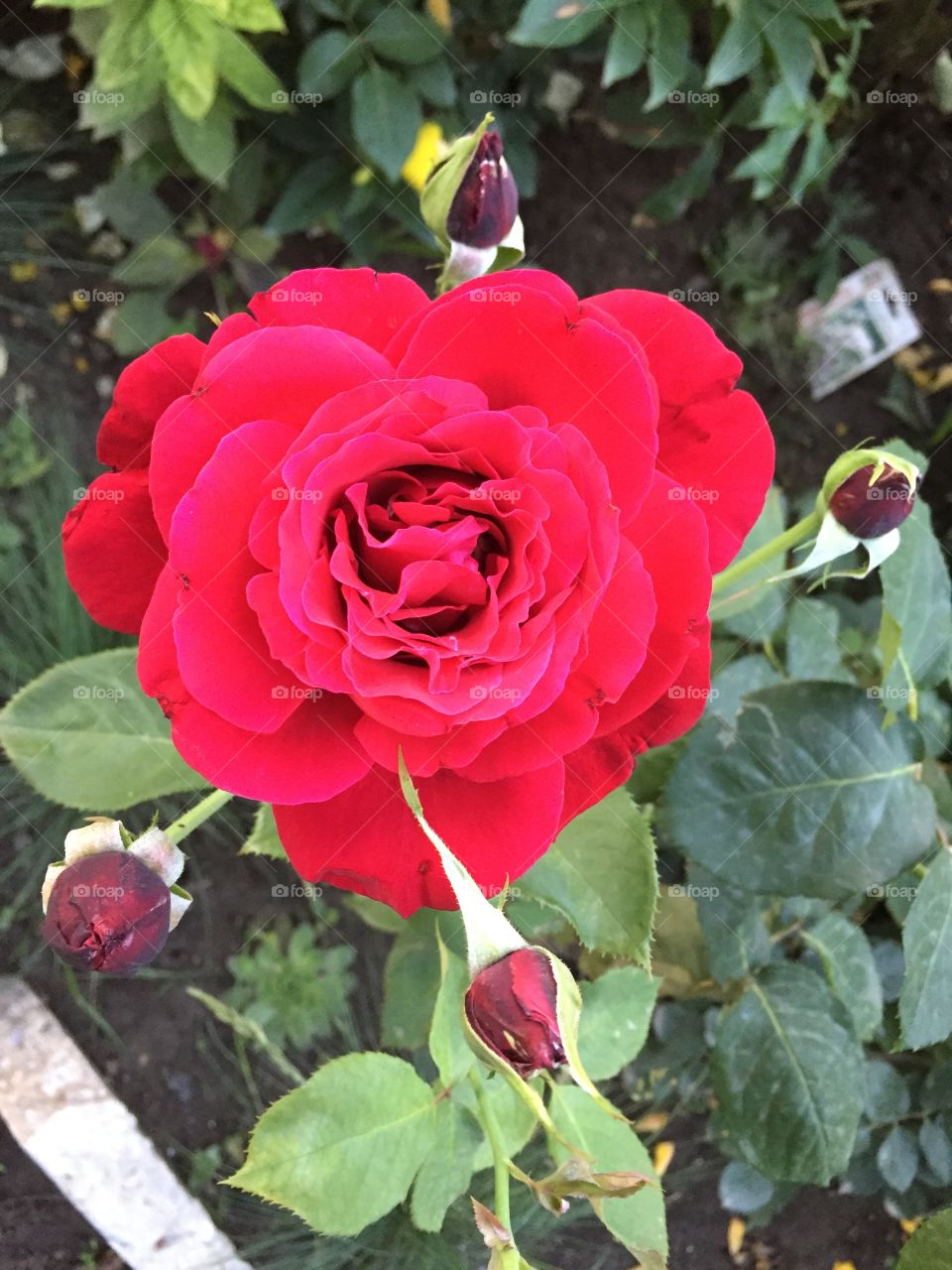 beautiful red rose