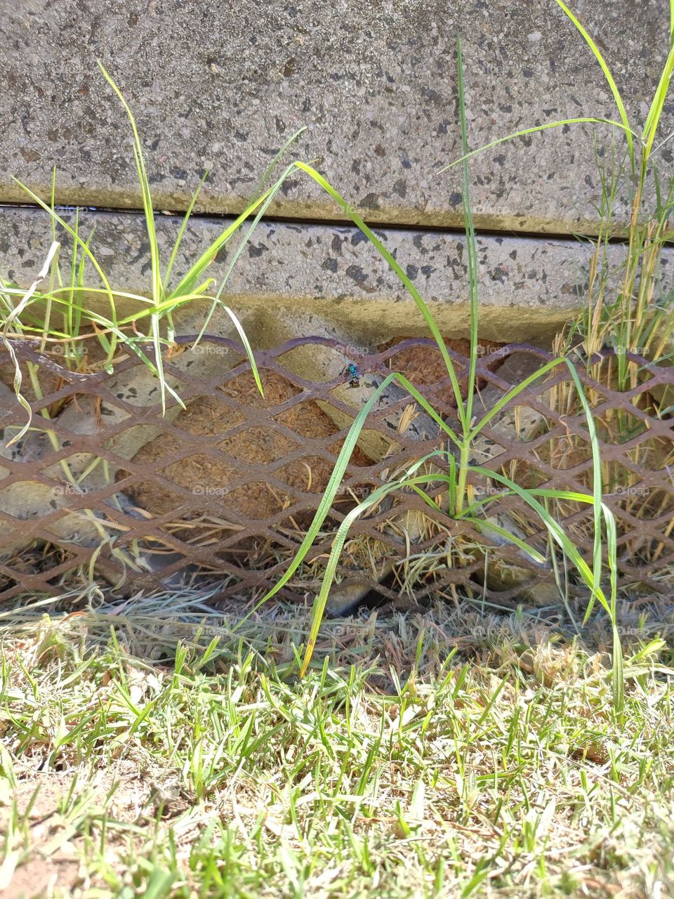 Grass growing through a metal frame