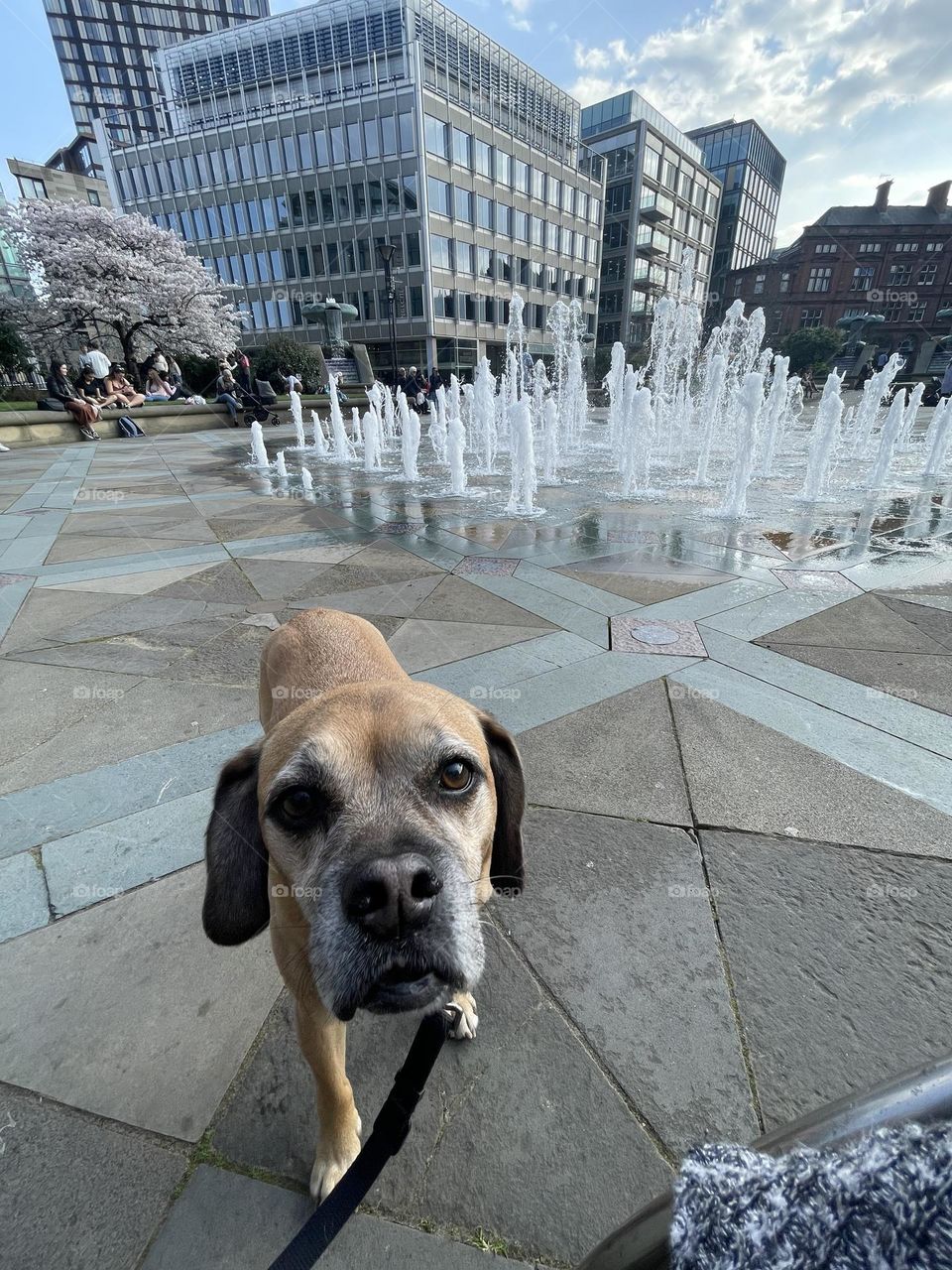 Dog and fountain 