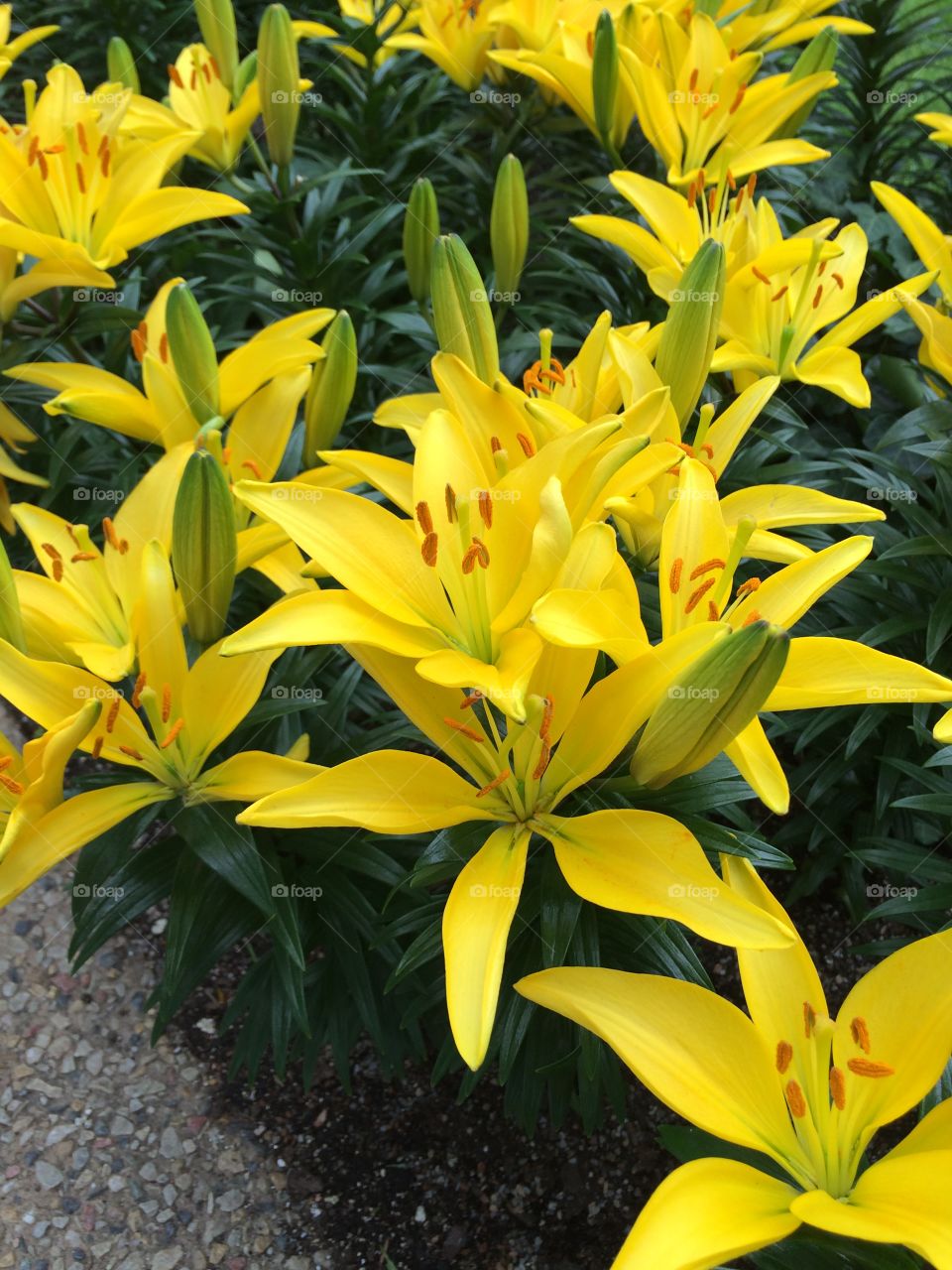 Yellow day lilies 