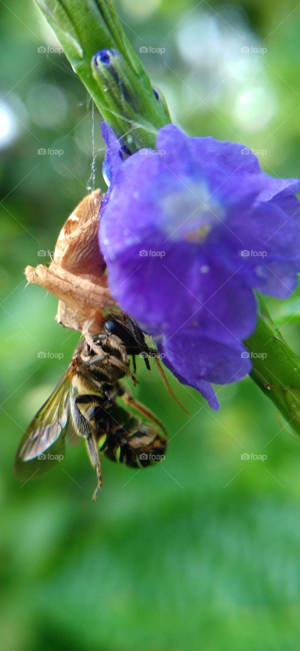 Little spider catches honey bee.