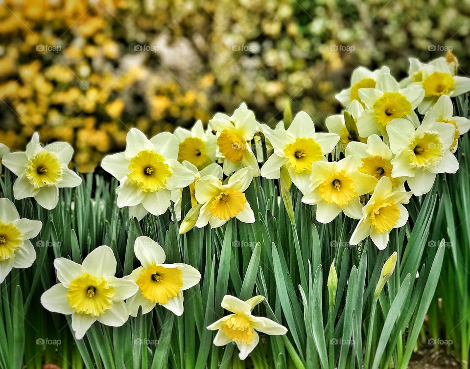 Colorful Daffodils blooming in the springtime