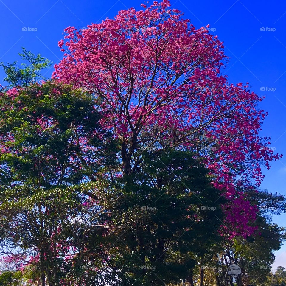 A beautiful pink ipe tree in full bloom!  Live nature and its beauty. / Um lindo pé de ipê rosa bem florido! Viva a natureza e sua beleza.