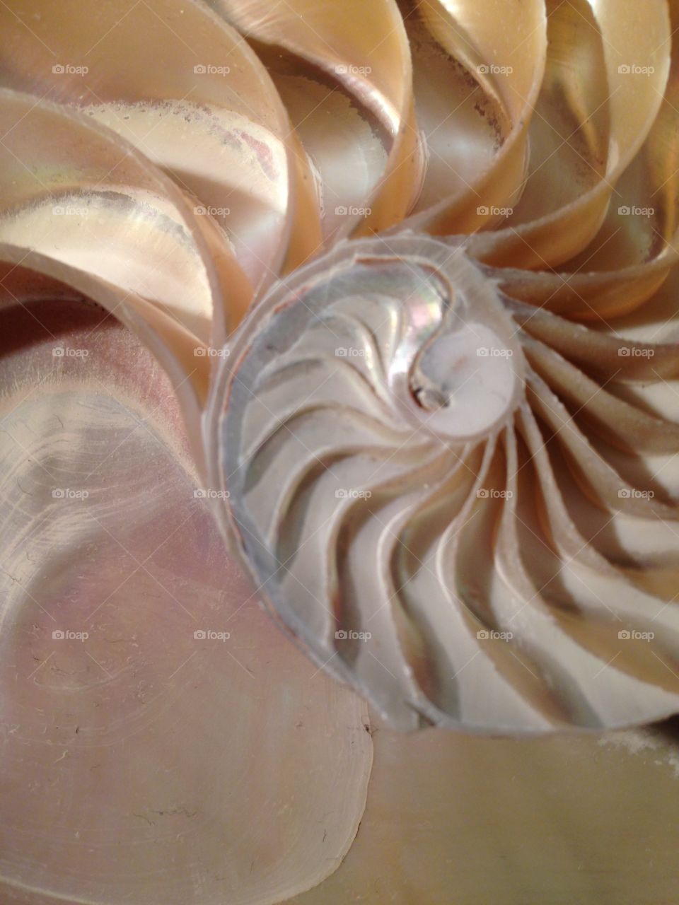 Nautilus shell cross section spiral symmetry Fibonacci sequence 