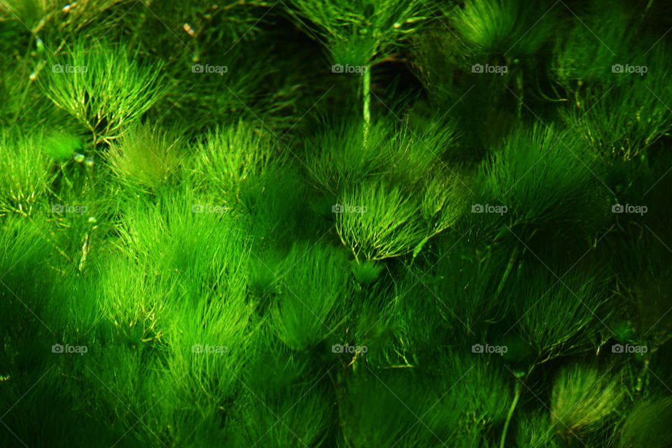 Underwater moss in a rainforest 