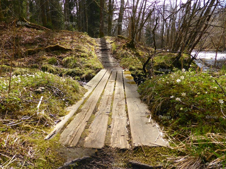 wooden path