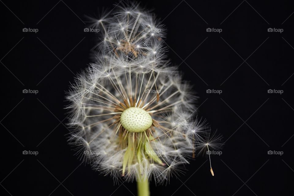 dried dandelions, macro of dandelion seeds