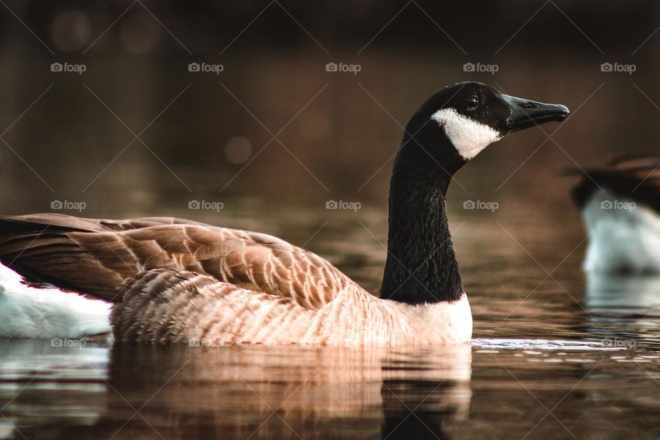 A beautiful goose on a lake 
