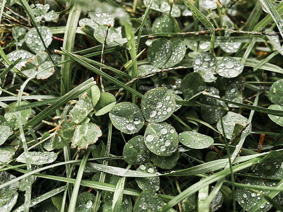 Clover patch covers leaf rainfall green raindrops waterdrops droplets wet water rain drop outside nature outdoors elements dew dewdrops plant plants leafs Grass splashes phone photography